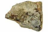 Fossil Dinosaur (Triceratops) Shed Tooth - Wyoming #323969-1